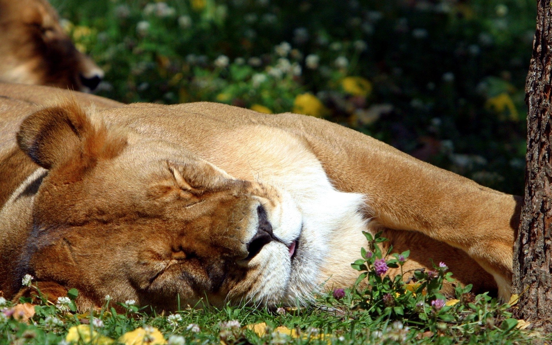 león durmiendo hierba lengua