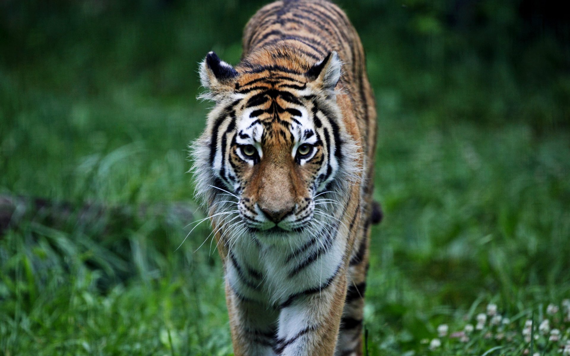 tigre predatore gatto figa animale foresta erba animale