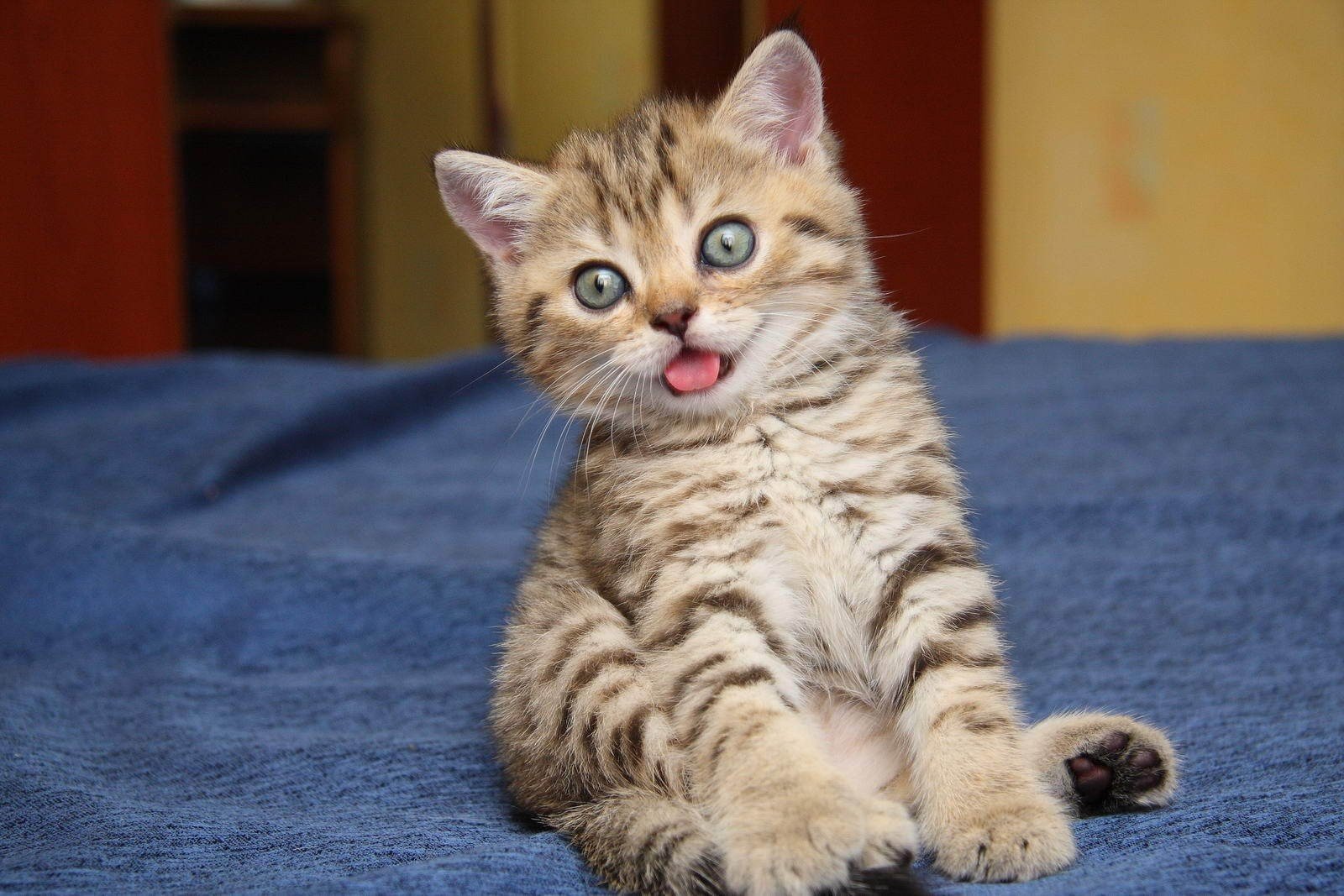 lustig lustig niedlich katze katze kätzchen