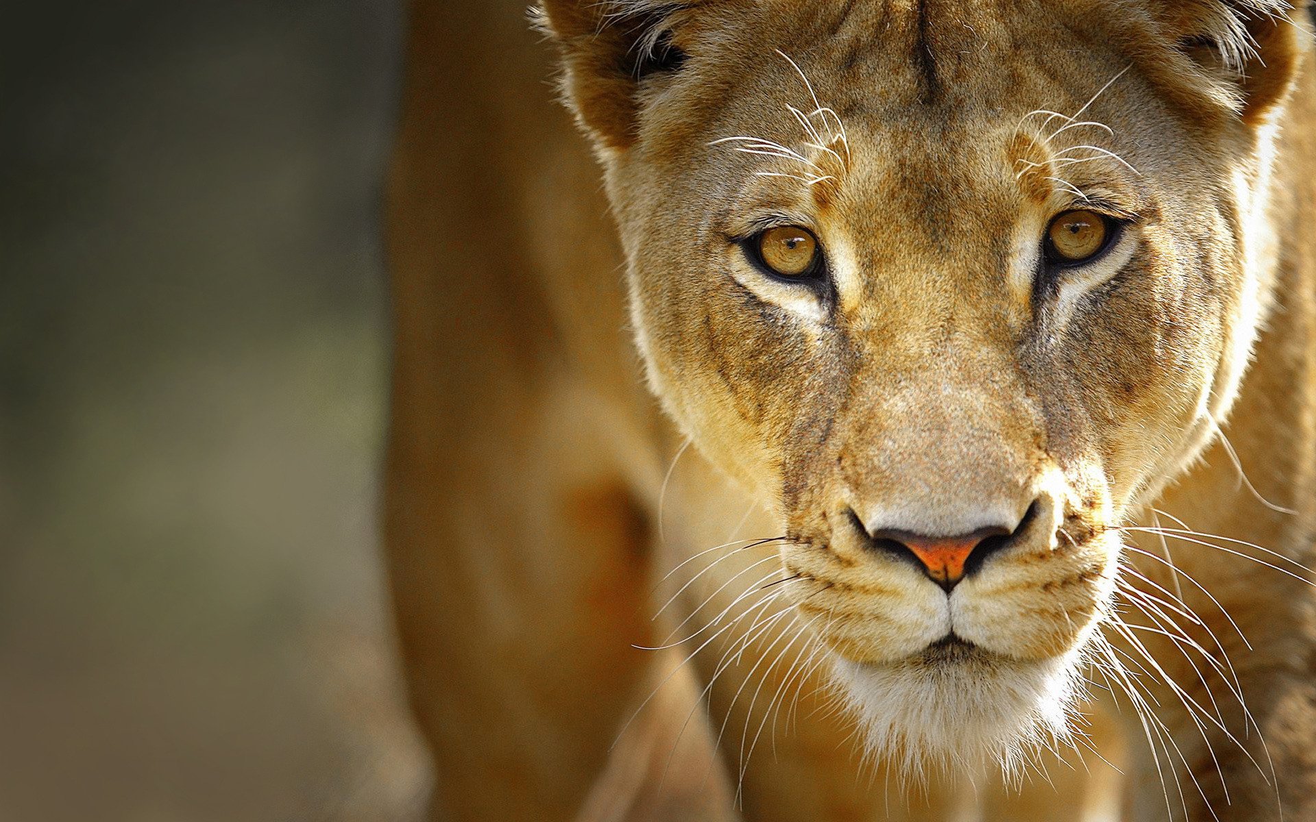 leo lioness face eyes mustache predator