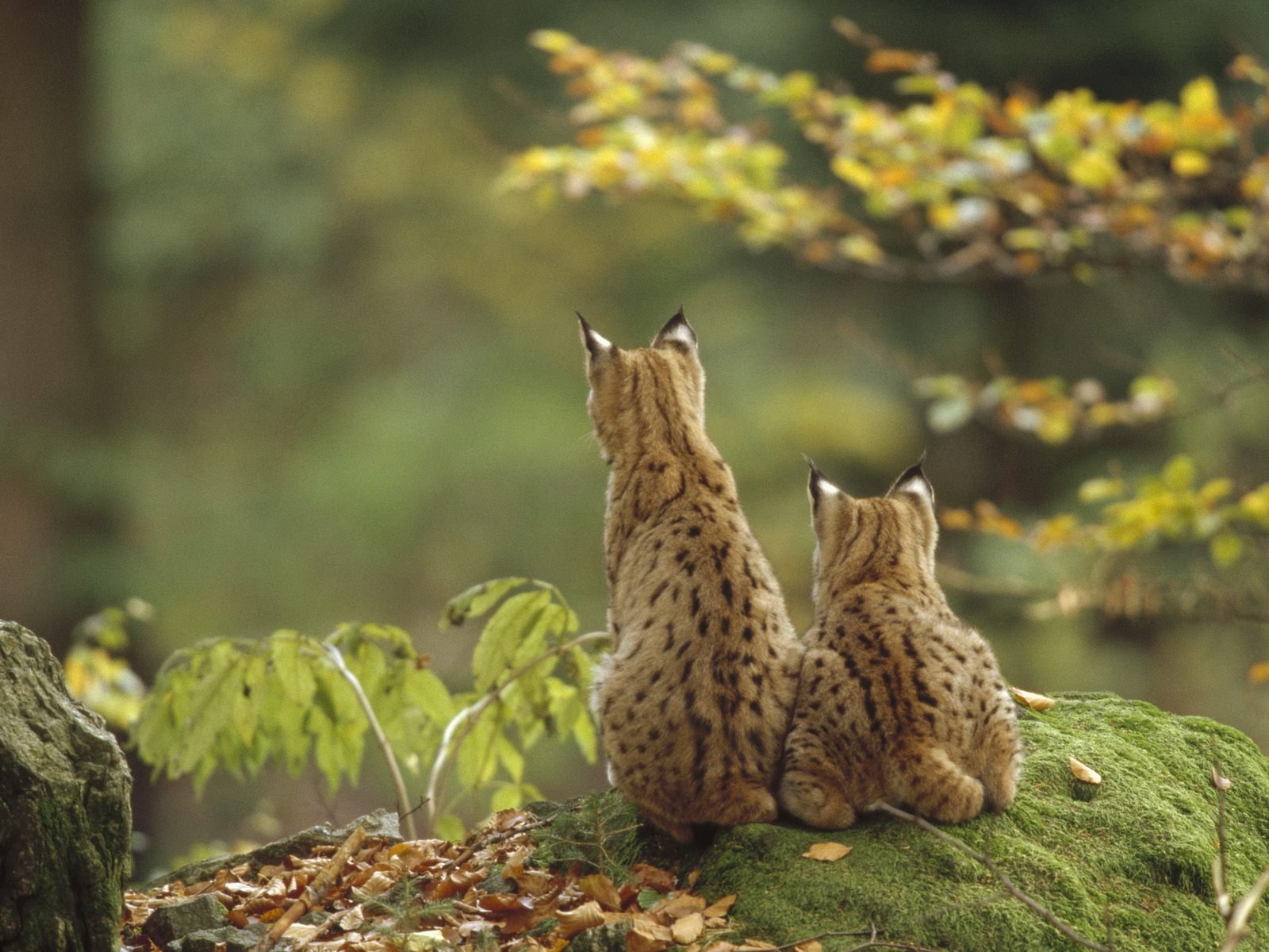 lynx deux