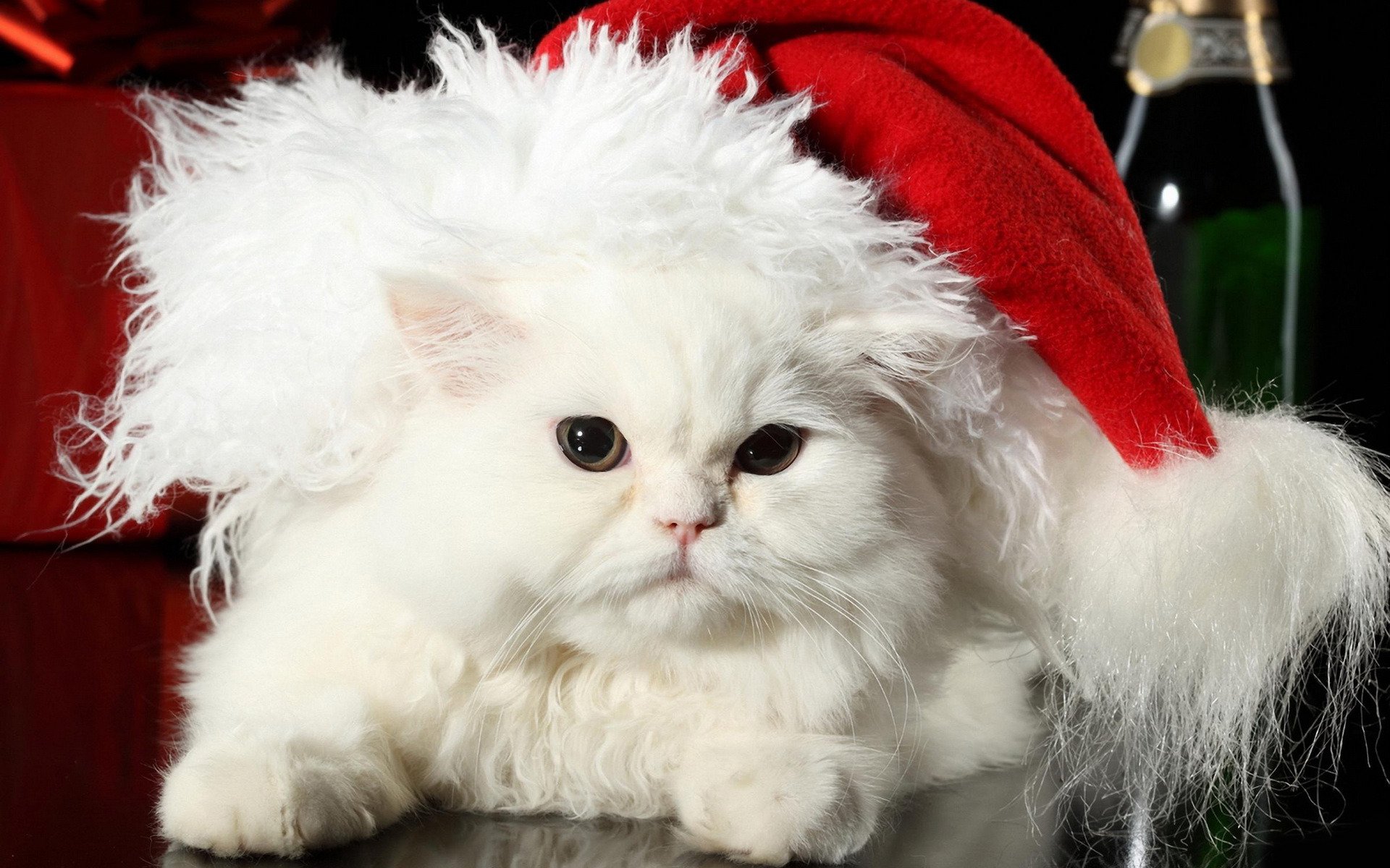 katze katze weiß flauschig perser wolle hut weihnachtsmann fell neujahr urlaub