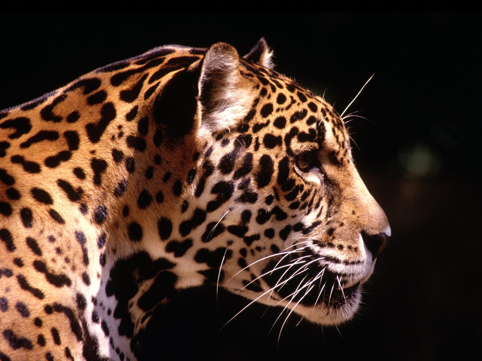 leopardo predatore sole