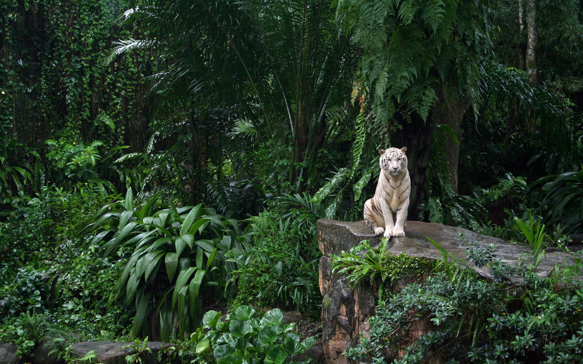 biały tygrys singapur zoo