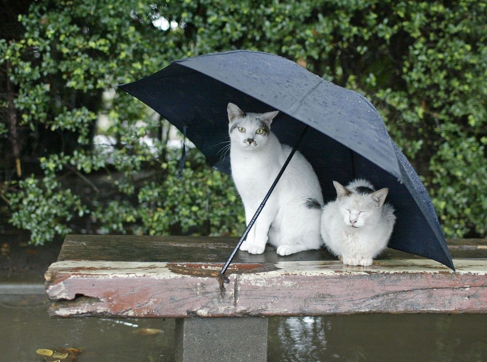 gatti pioggia ombrello