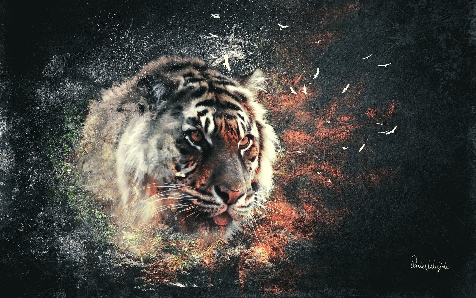 tiger katze explosion