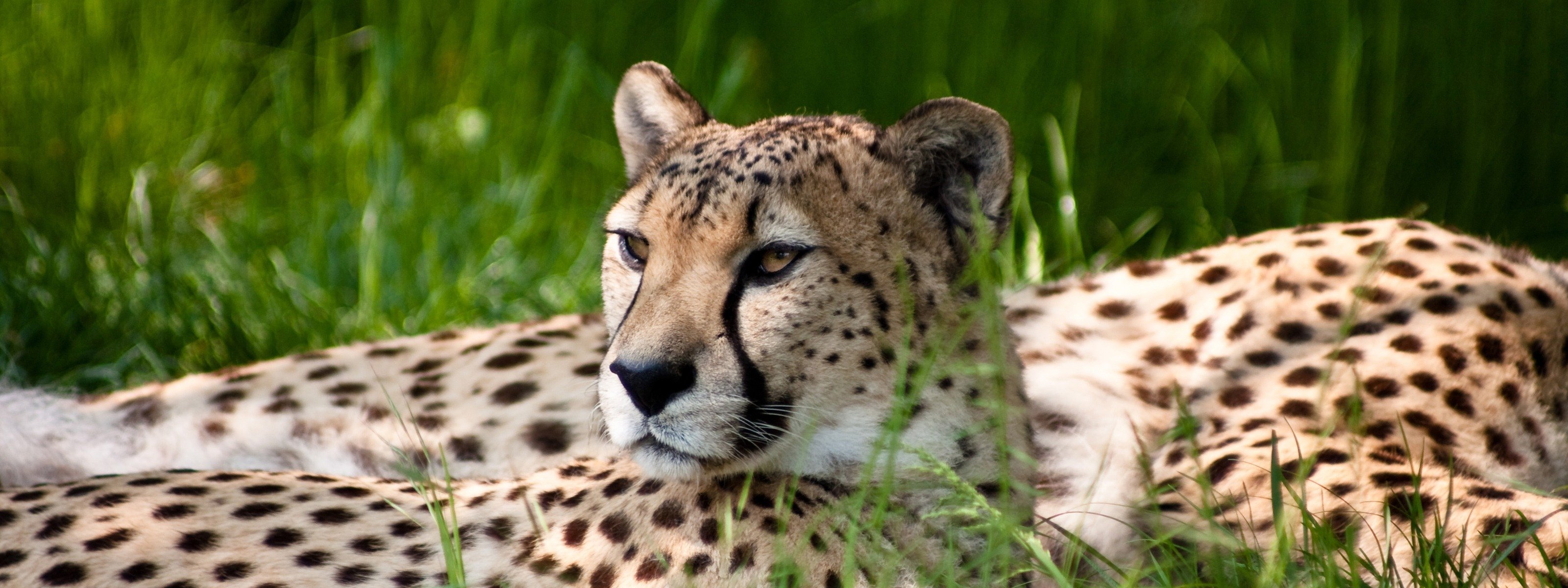 gepard natur blick