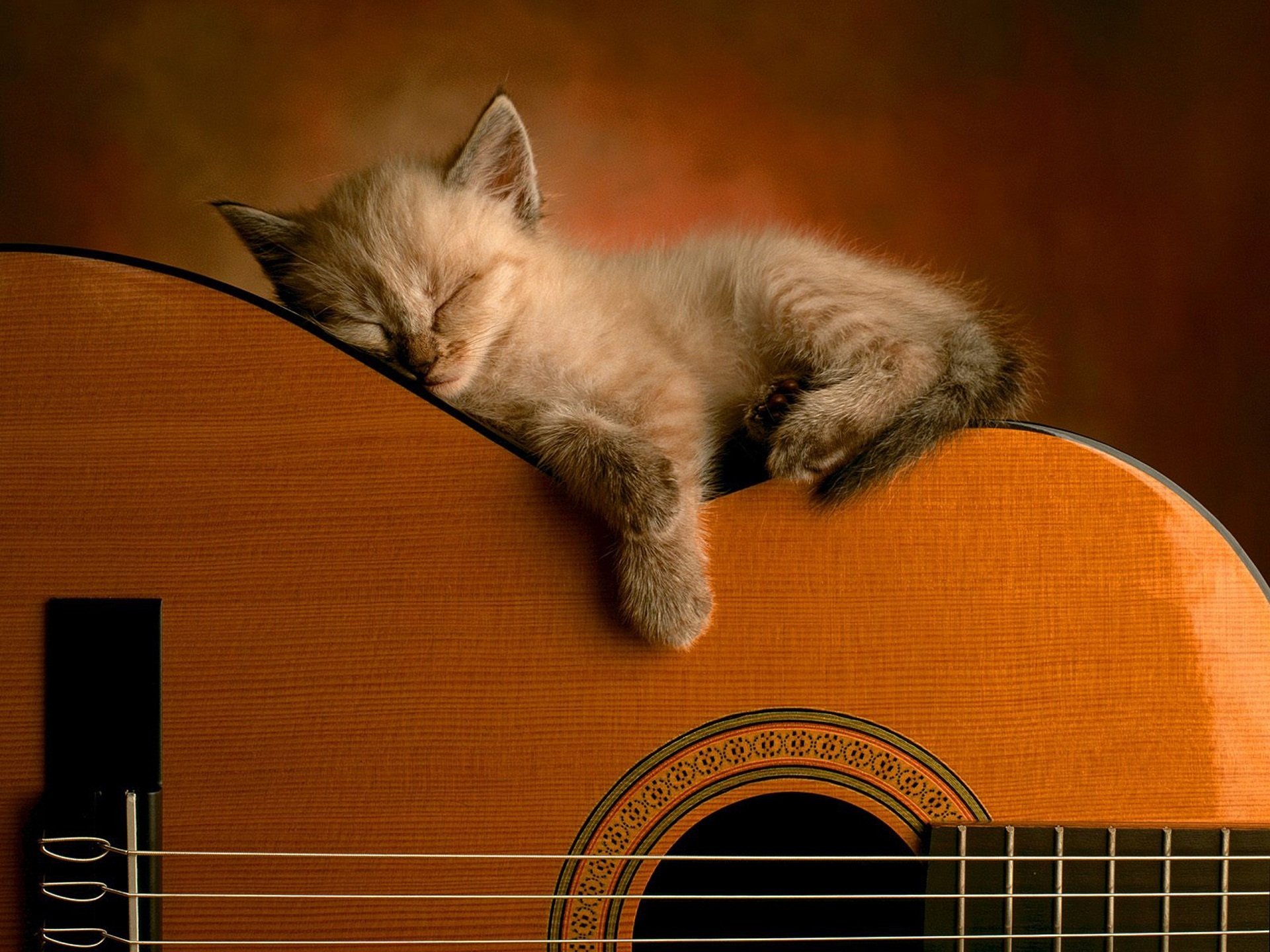 chitarra gatto