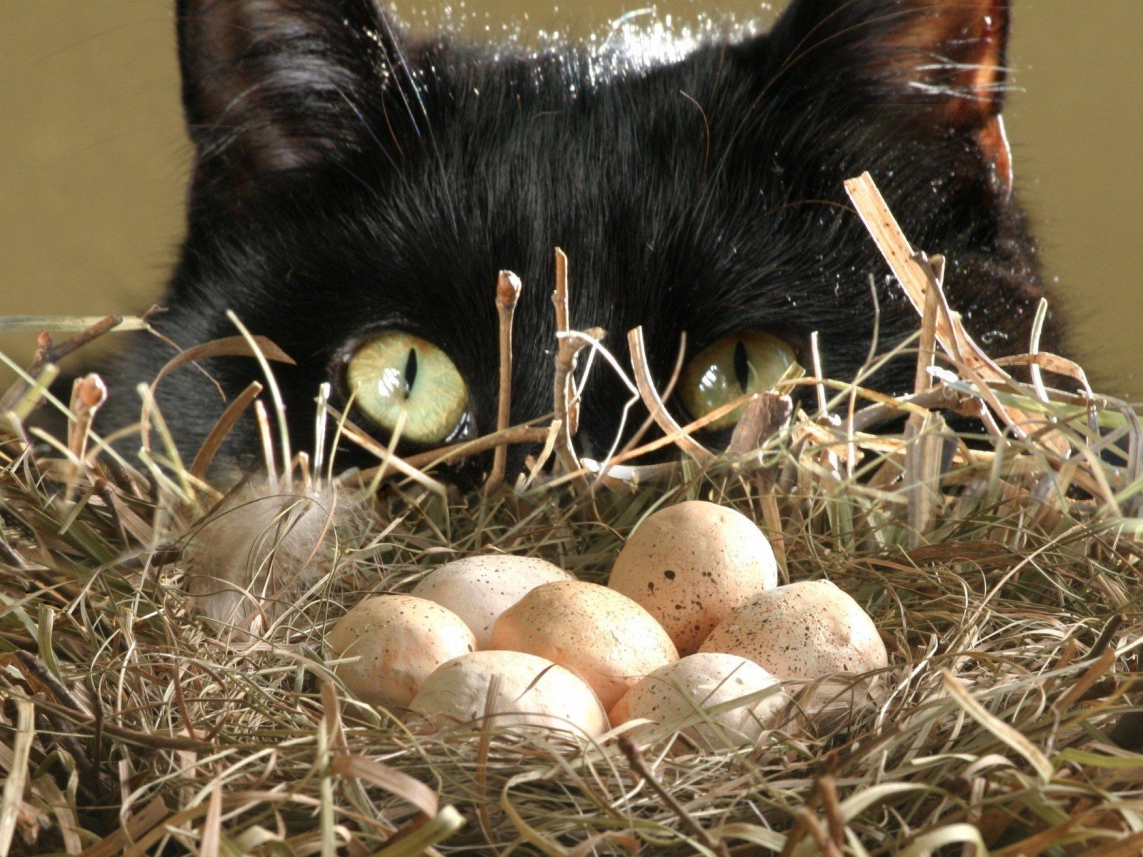 gato nido huevos