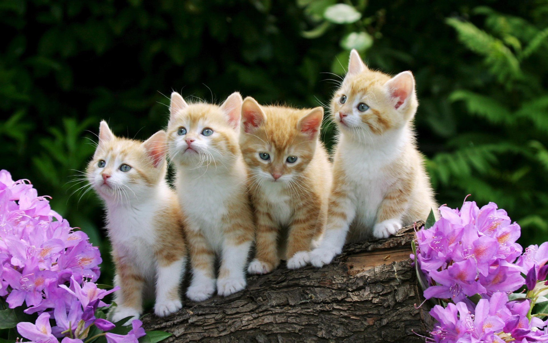 chatons tout-petits roux moelleux