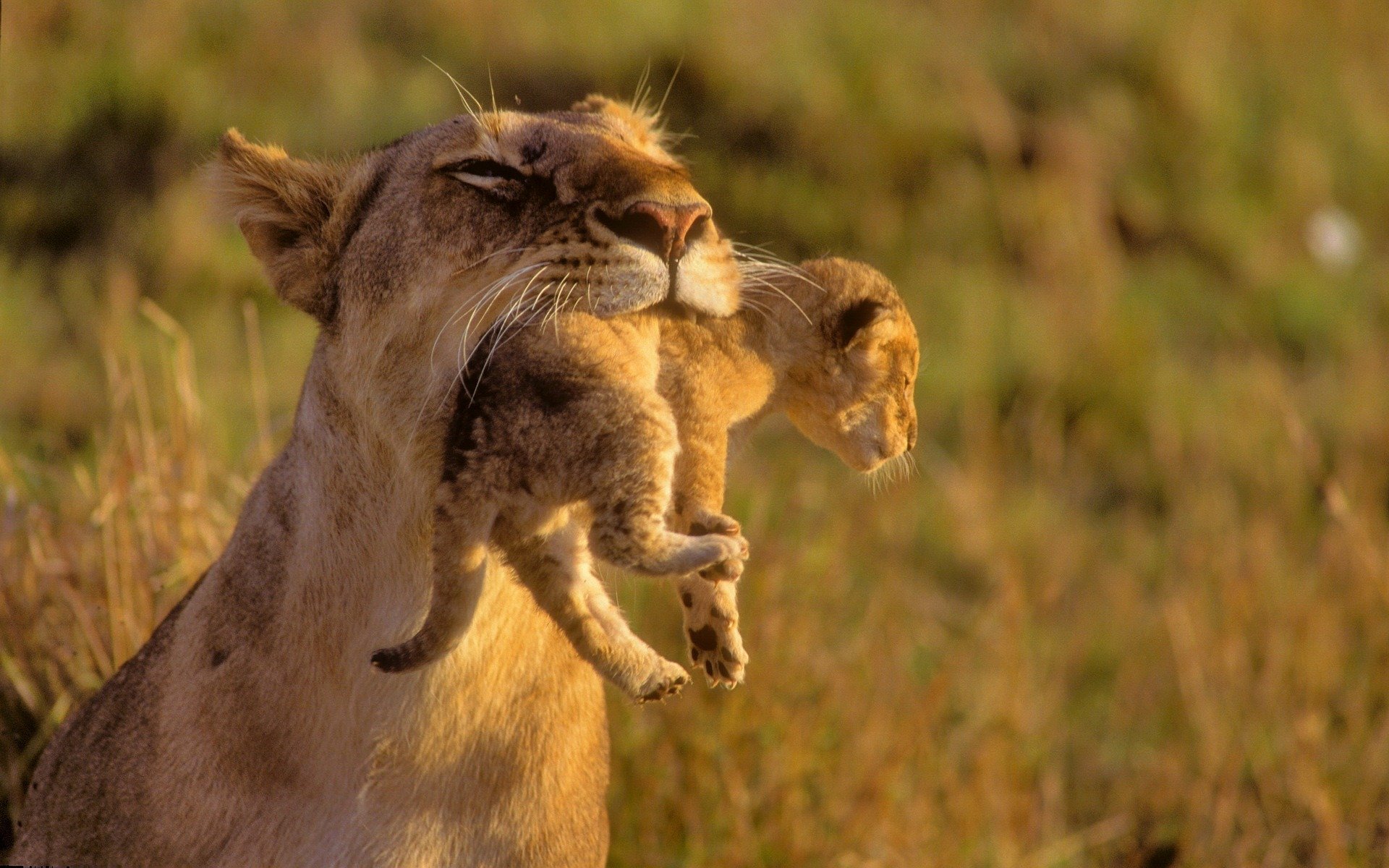 chats sauvages lion lions maman tout-petits soin lionceaux animaux