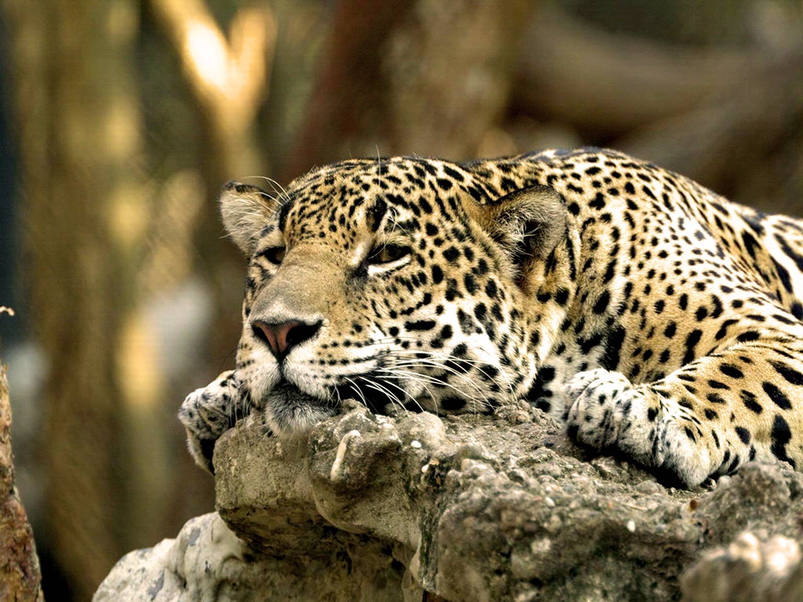 lazy leopard leopard face