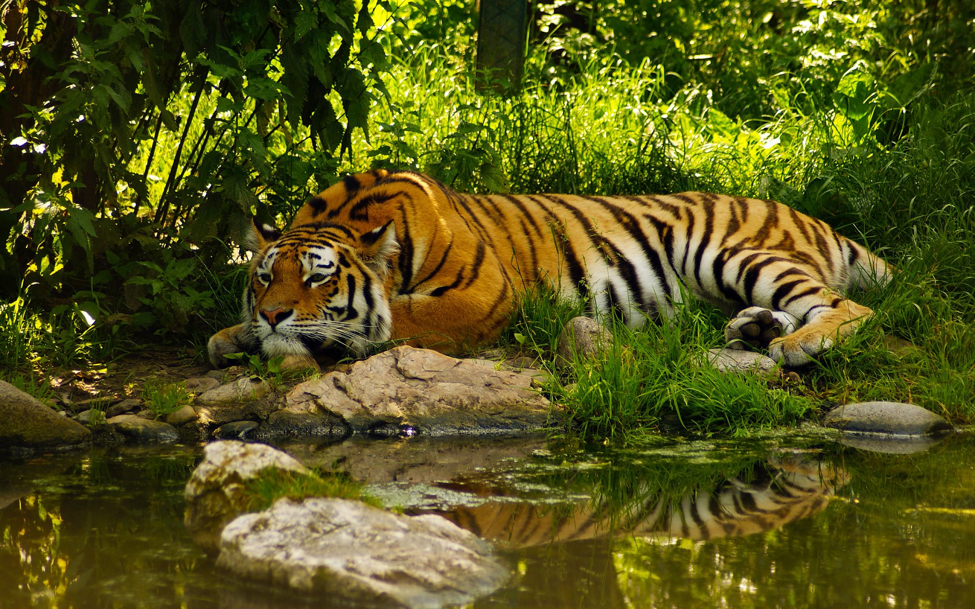 tiger pond soothe water