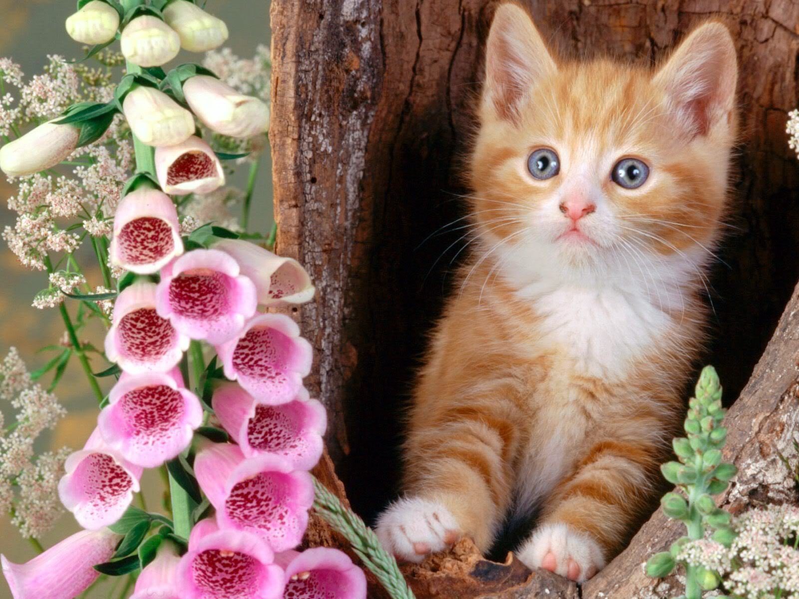 katze blumen baum höhle kopf