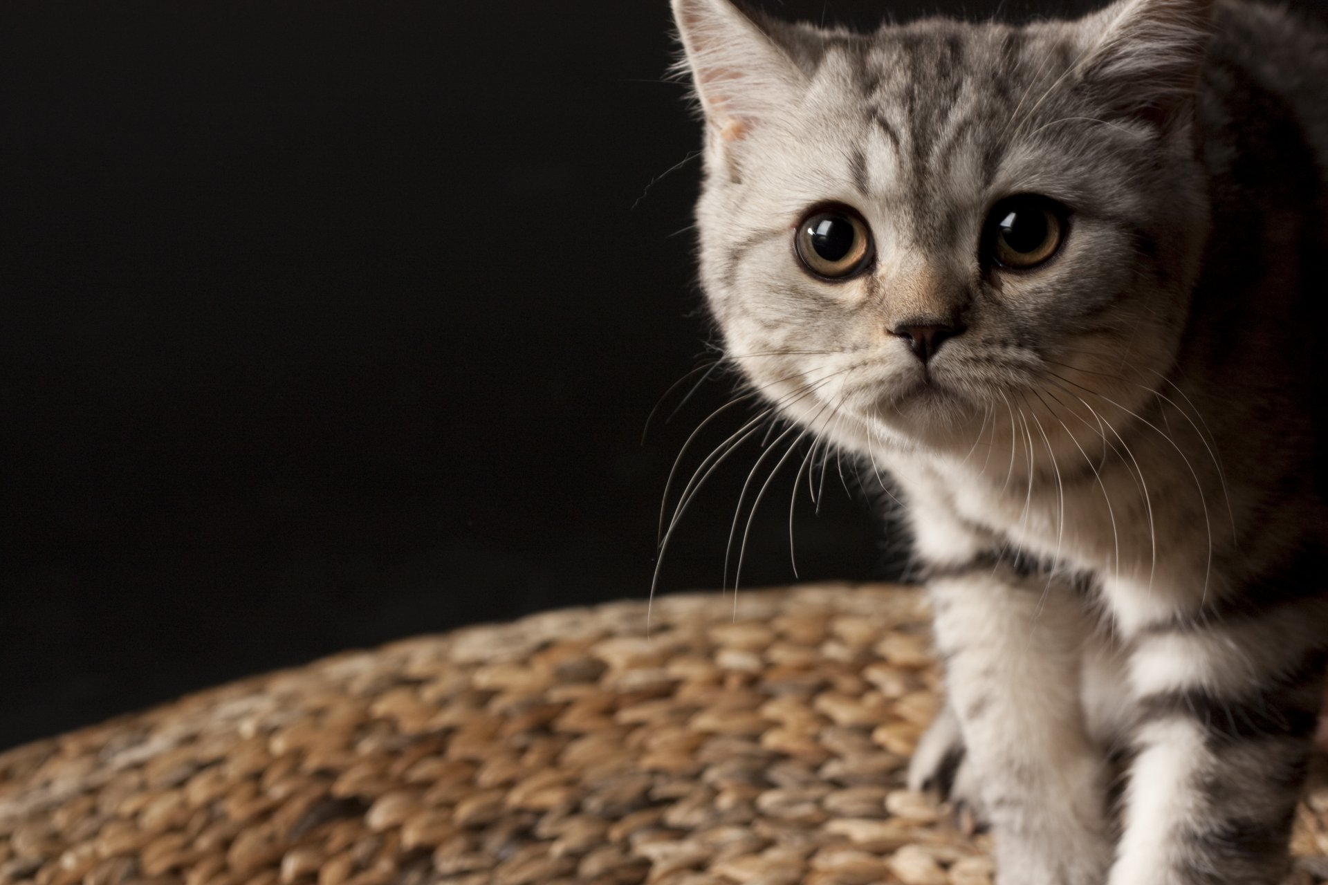 pequeño rayado gatito británico bigote