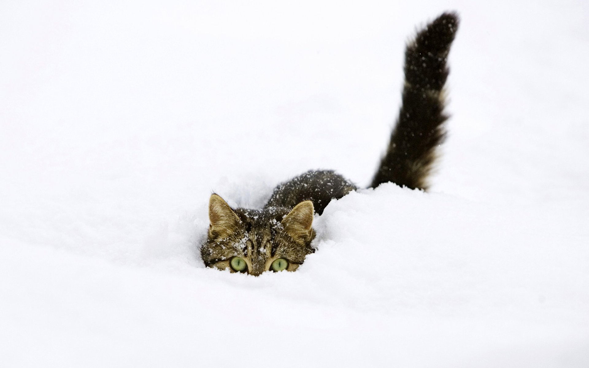 katze schnee versteckt sich winter