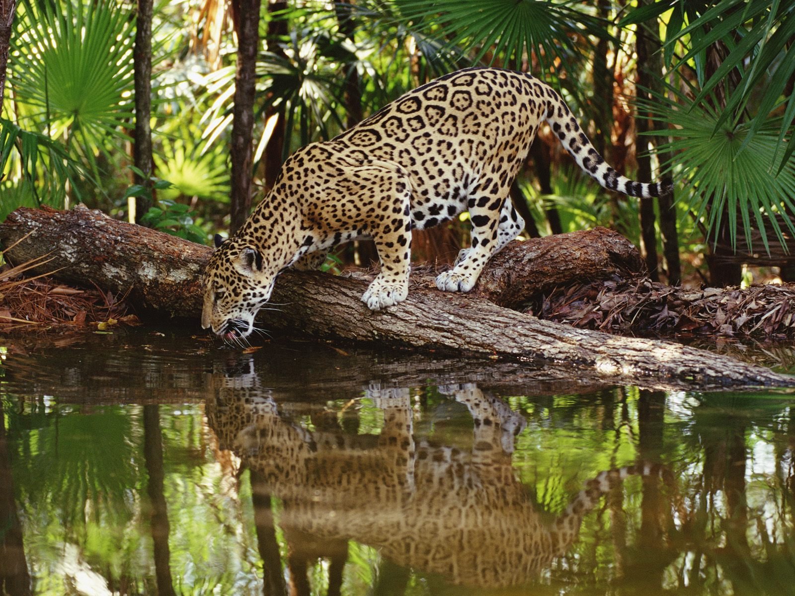 jaguar watering reflection