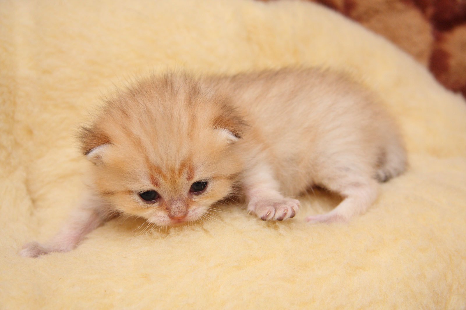 kitten cat cute