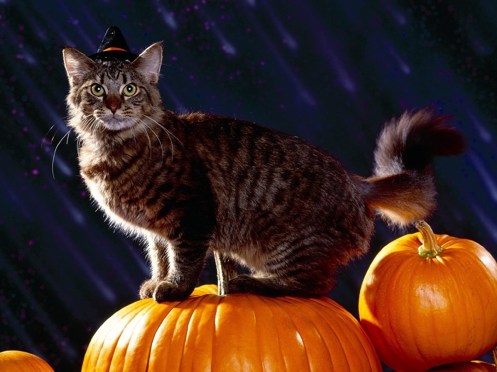 halloween holiday cat pumpkin