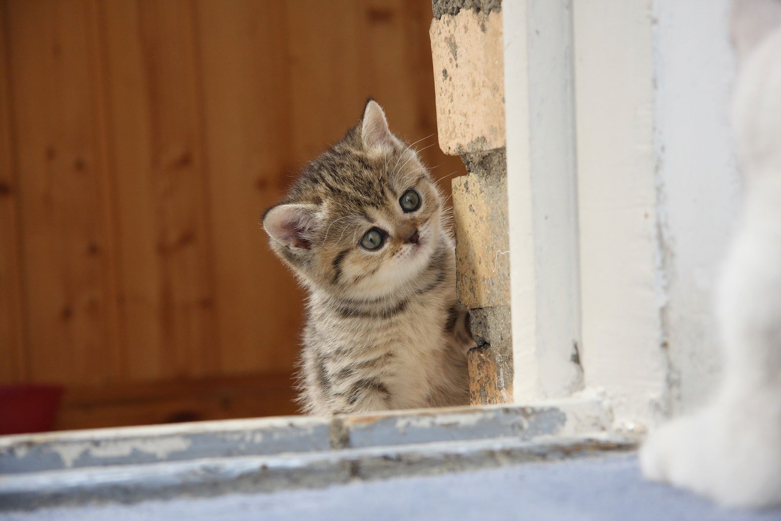 кот кошка котенок