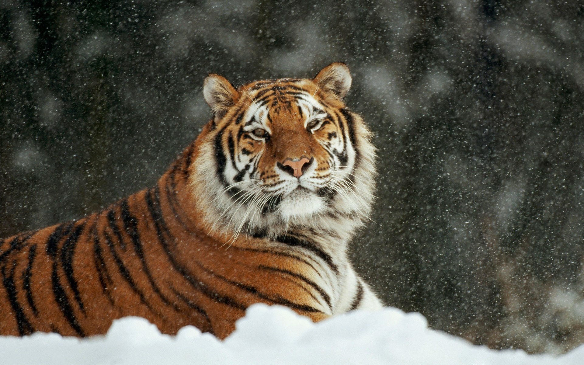 tiger cat snow winter arrr i