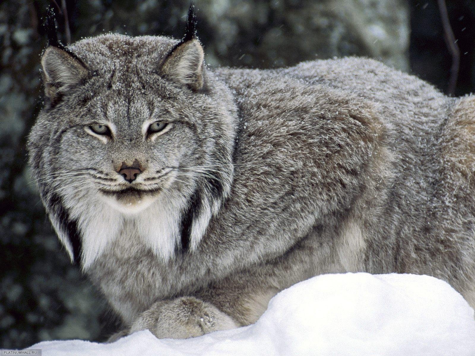 wald winter augen luchs