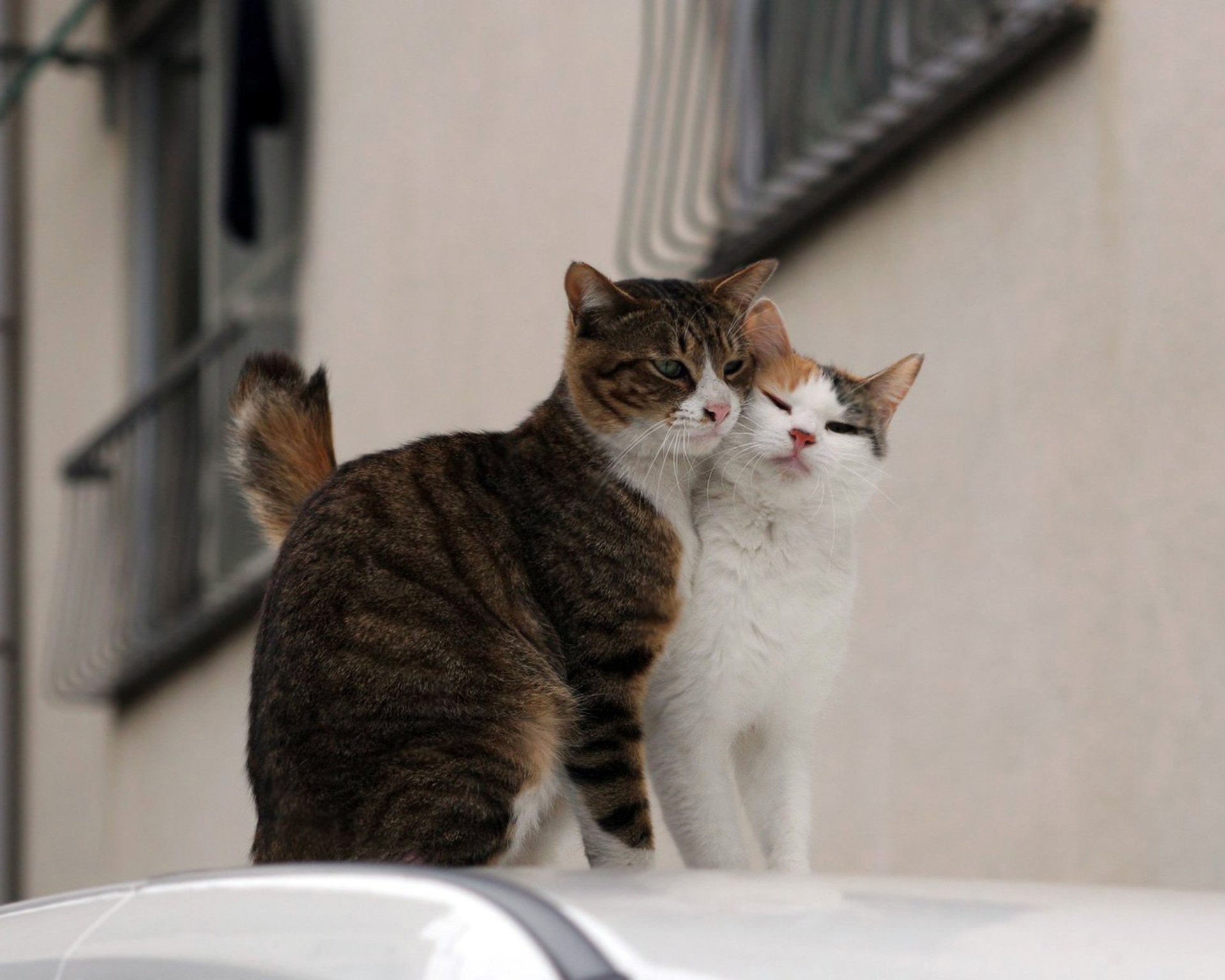 gatos pareja calle amor