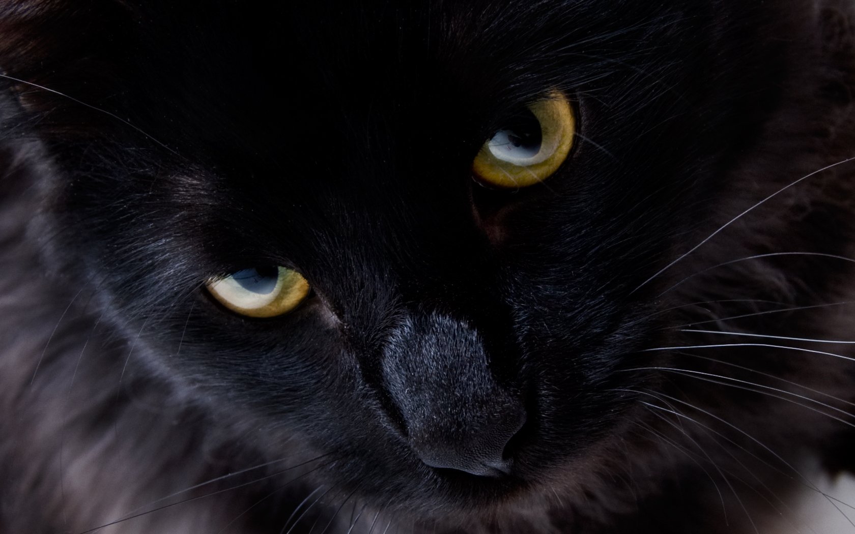 chat noir chat yeux regard