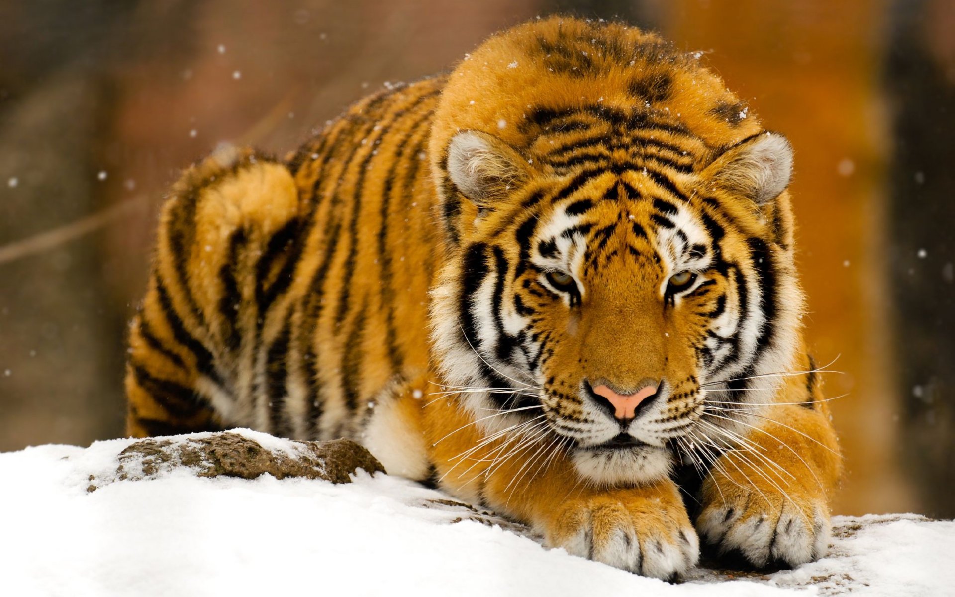 tigre neige hiver bête prédateur roux