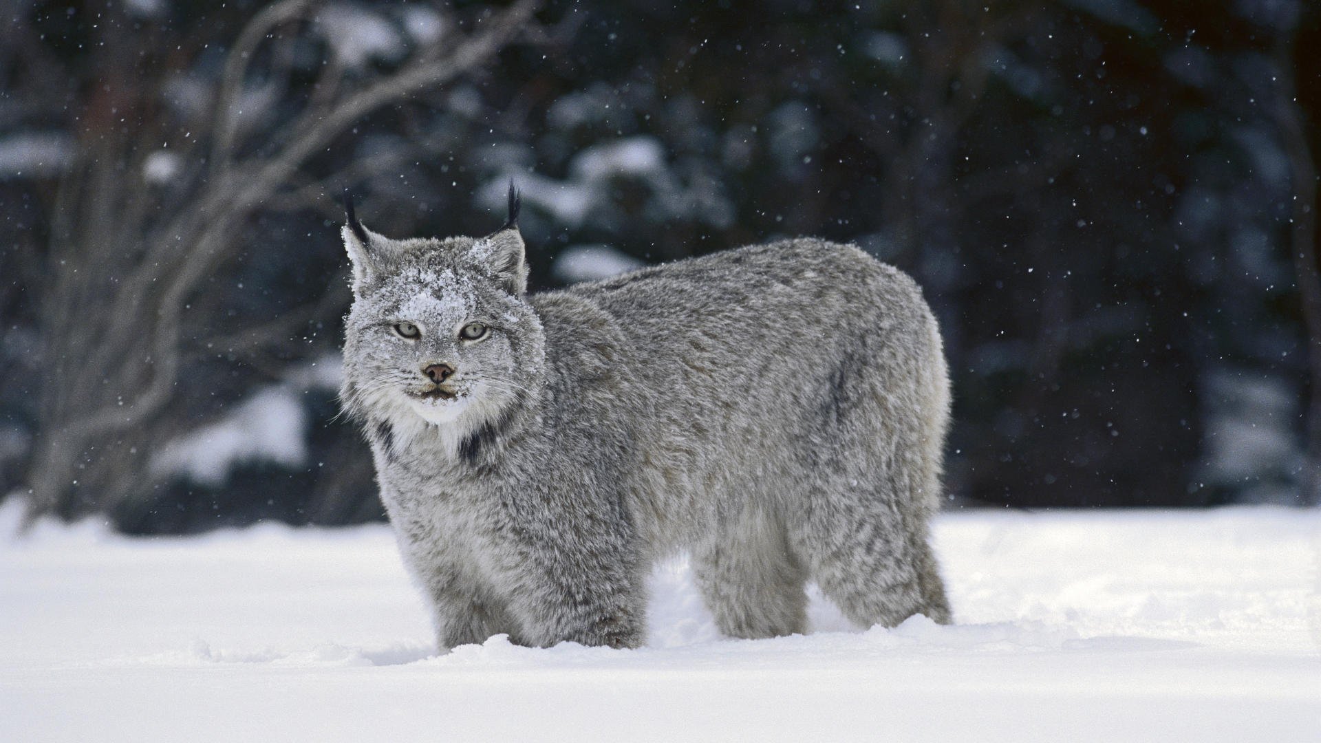 luchs winter schnee