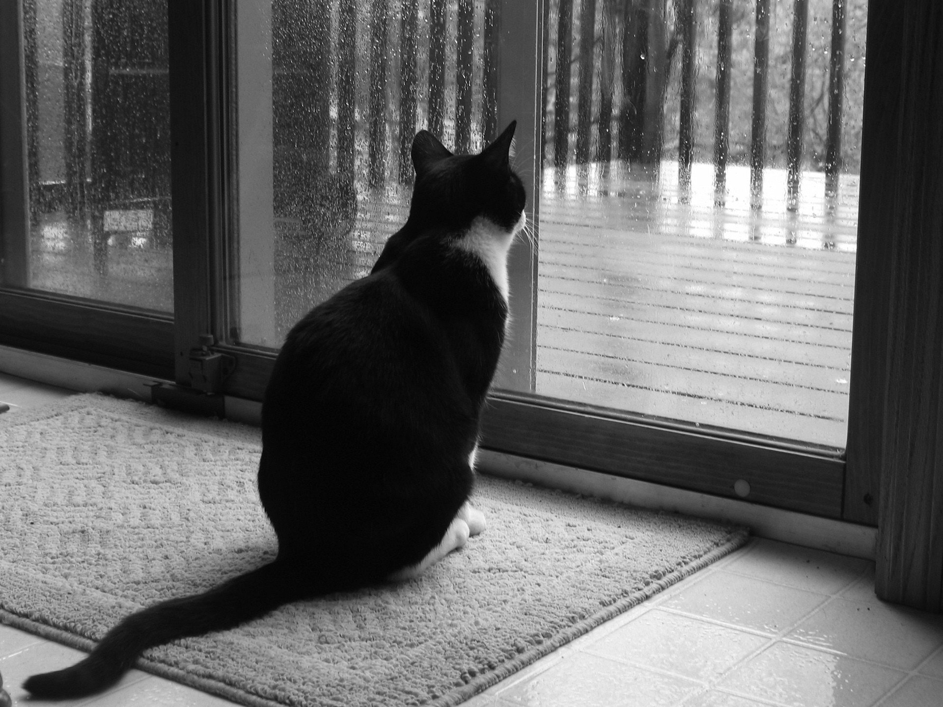 noir et blanc chat fenêtre pluie tristesse