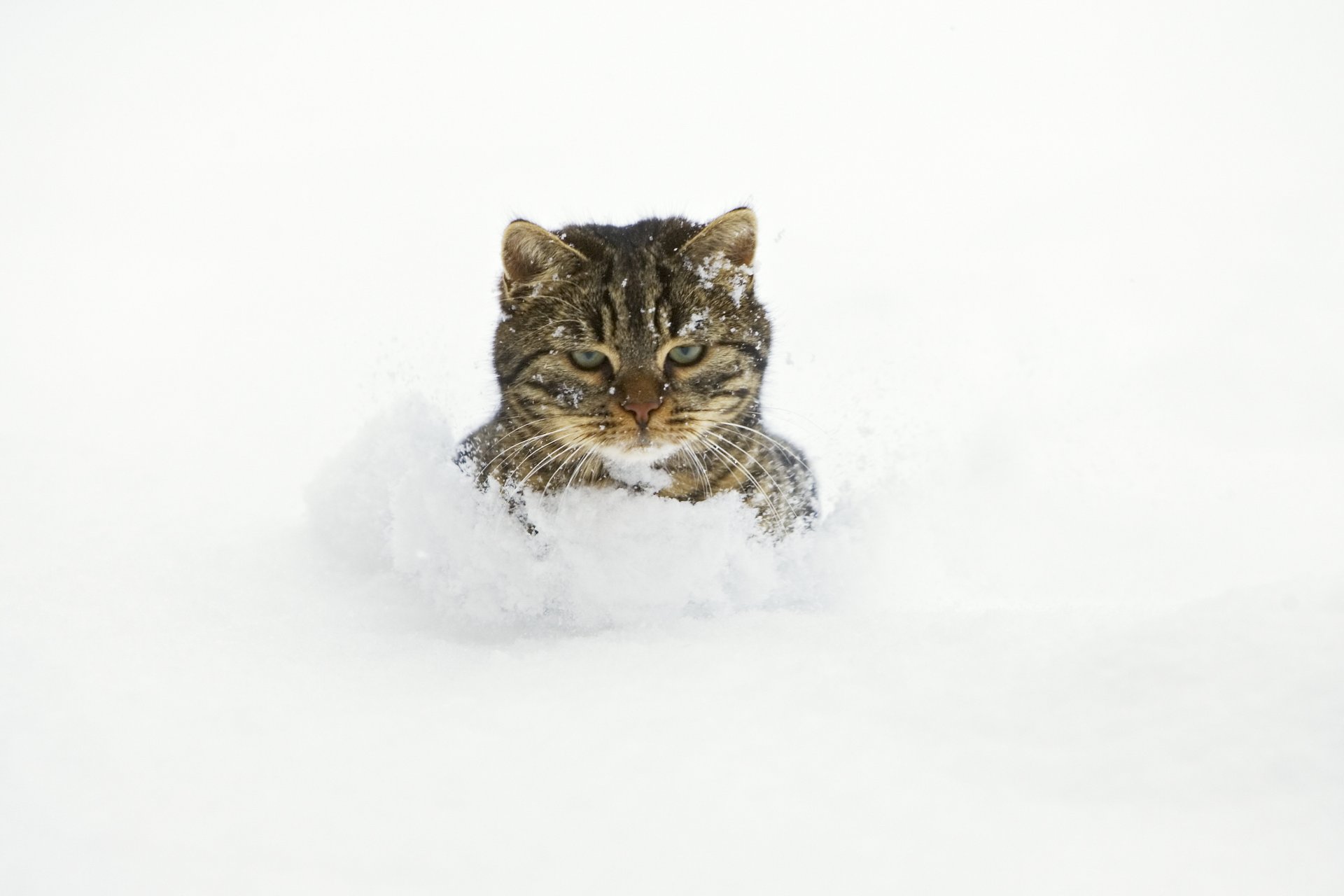 cat snow drift