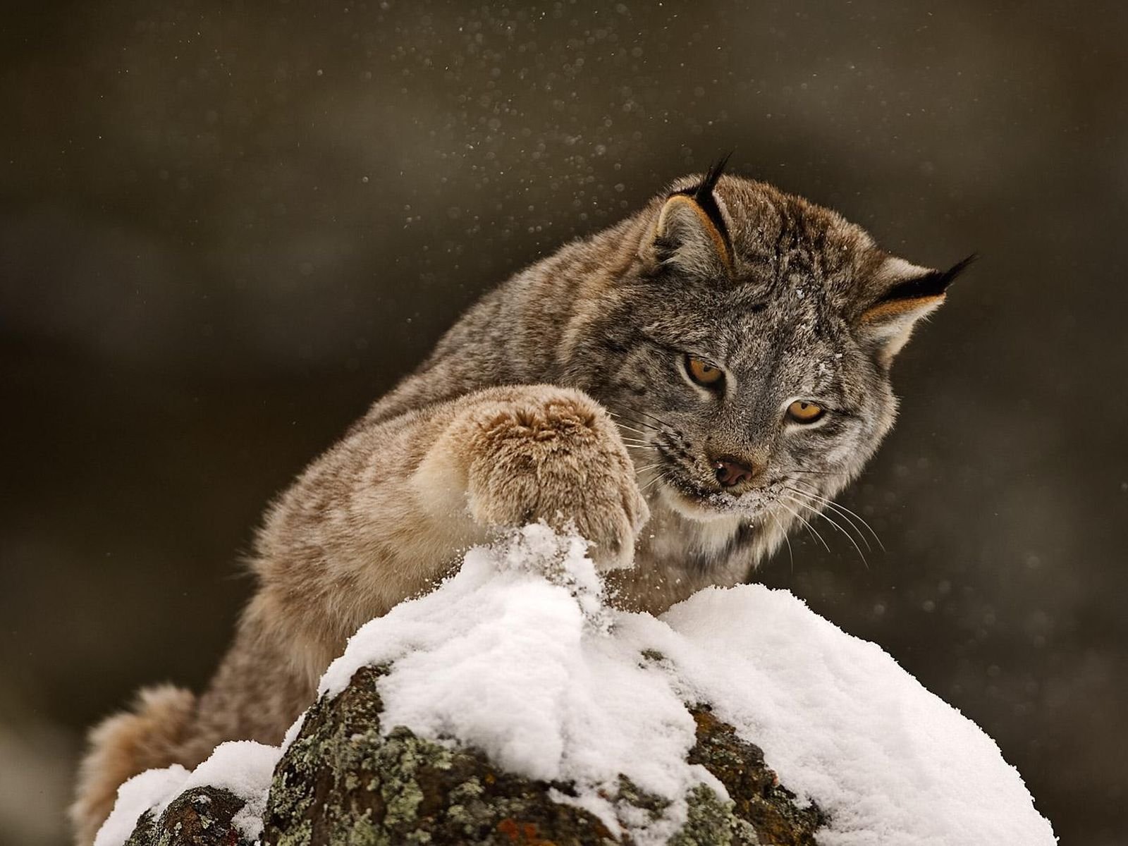 luchs tier raubtier winter schnee pfote katze