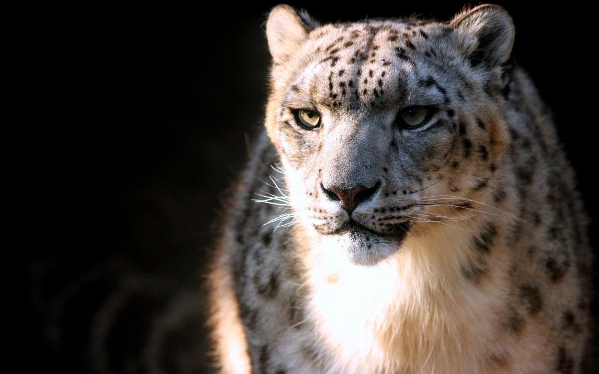 now leopard snow leopard spots predator