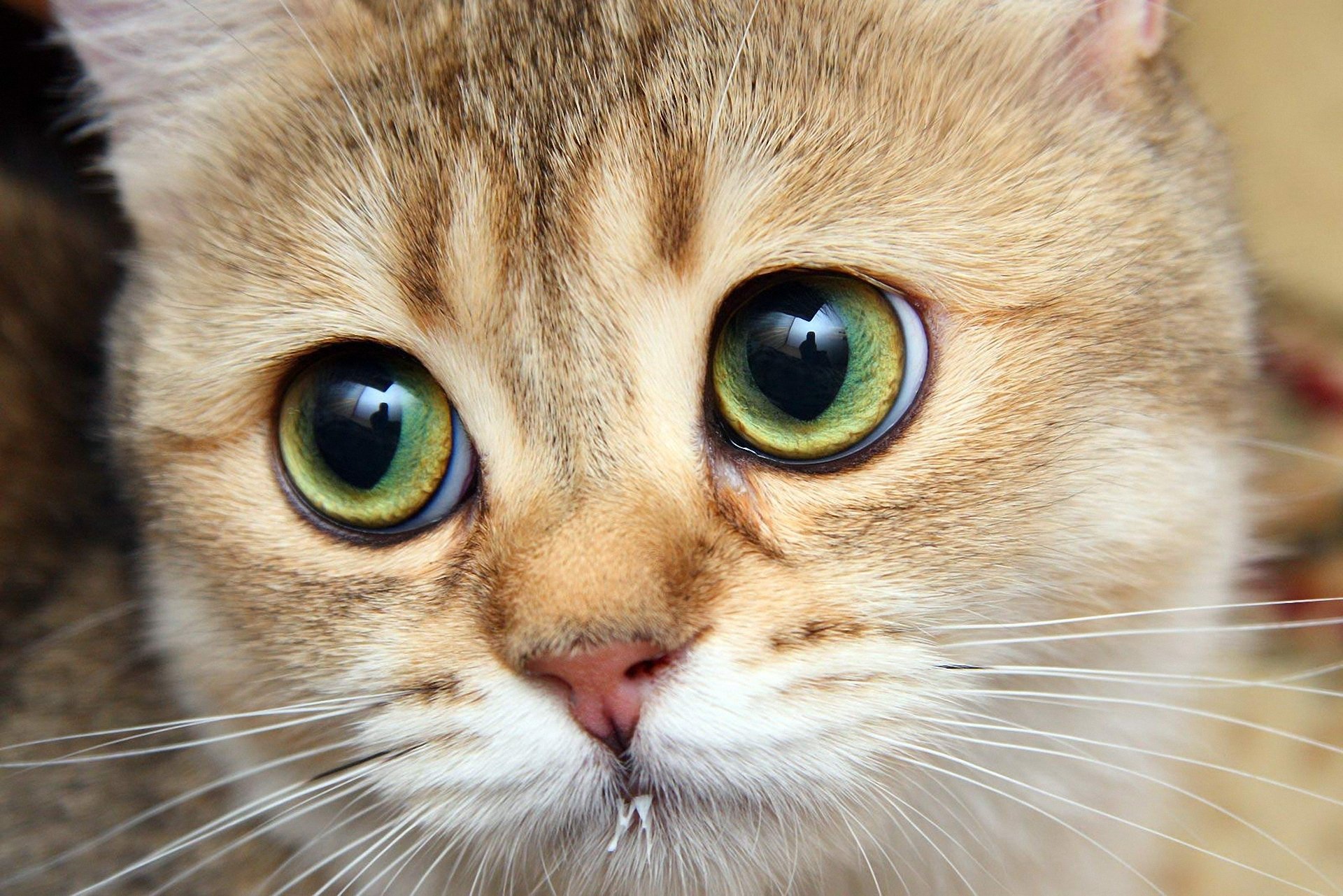 big-eyed ginger cat cat cat