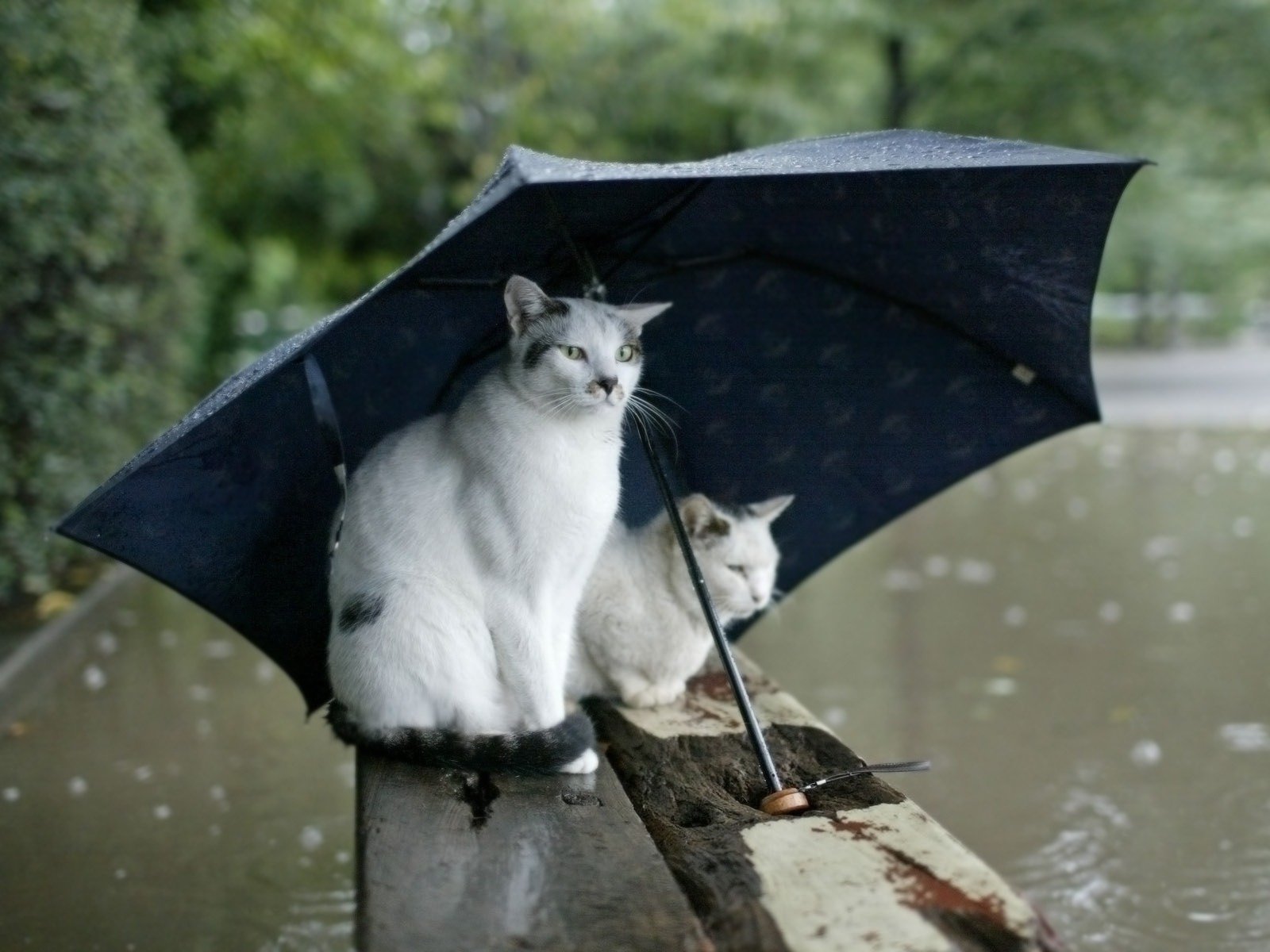 jesień deszcz parasol