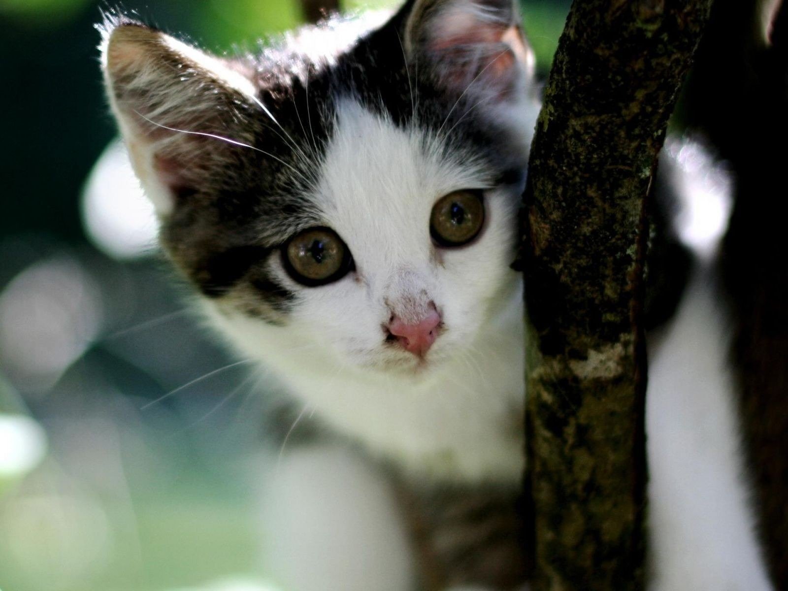 branche d arbre chaton museau mignon