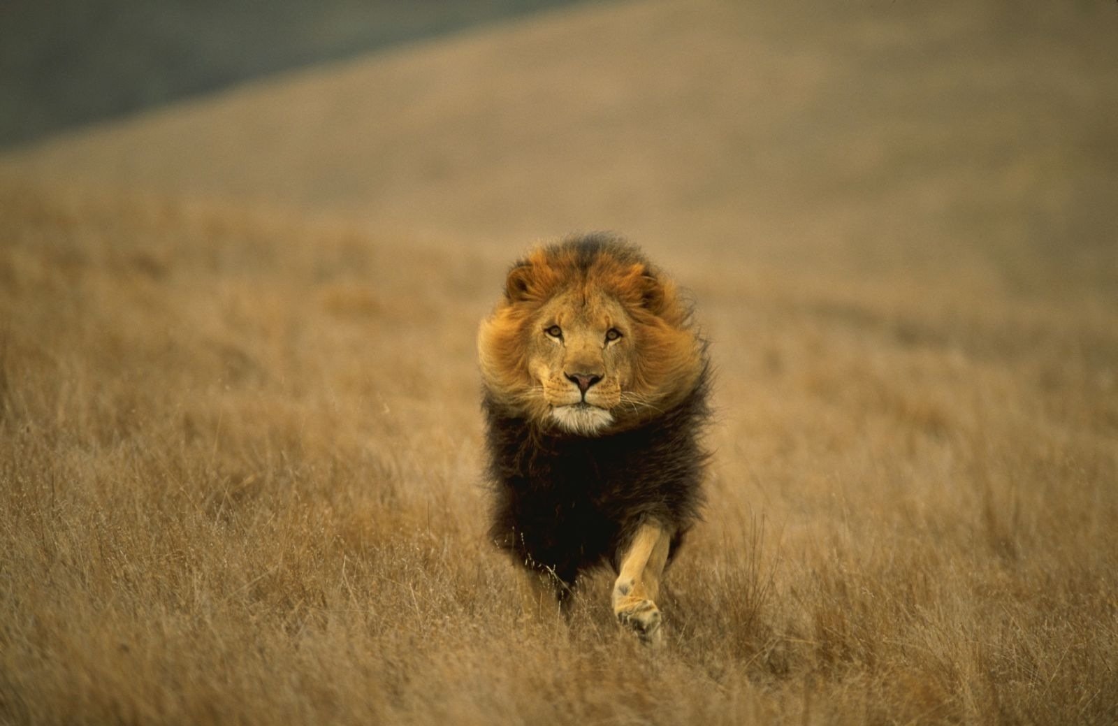 animale predatore gatto re tutti animali leone