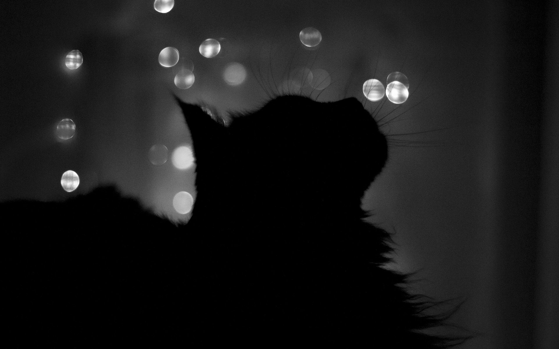 silueta gato noche ventana