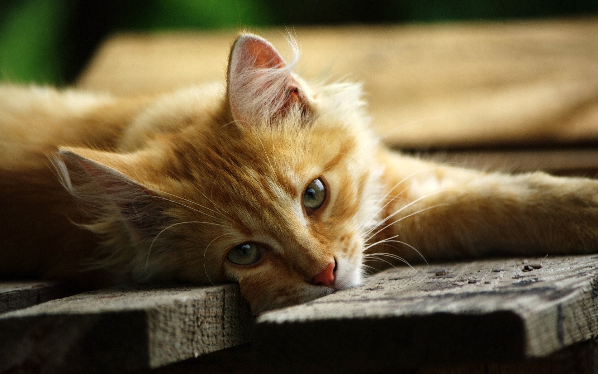 gato rojo mentira tablas plataforma hocico ojos verde mirada