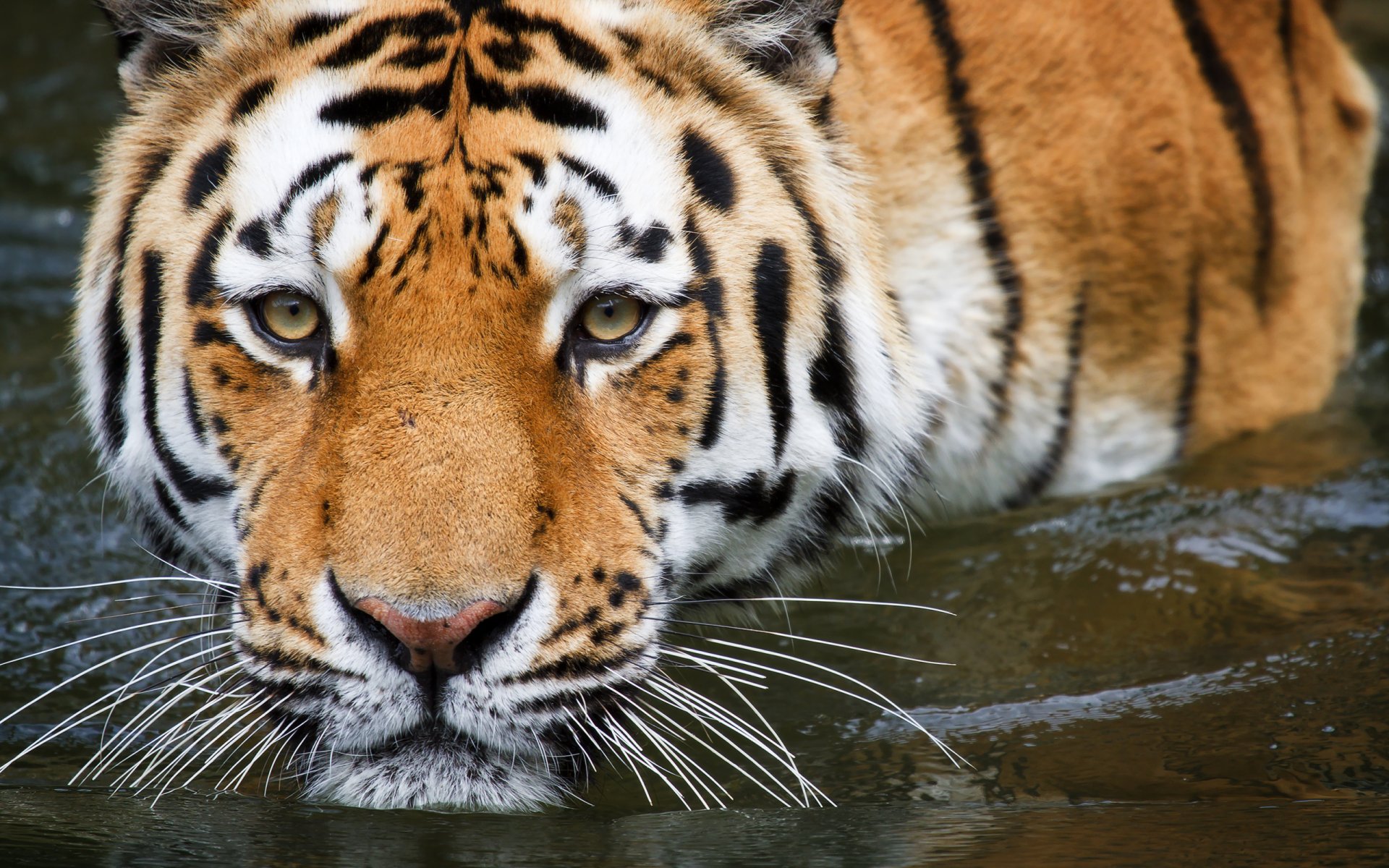 tigre agua baño