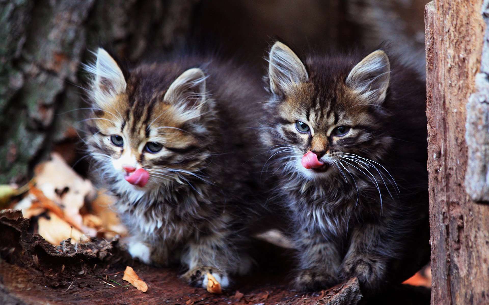 chatons langues moustaches