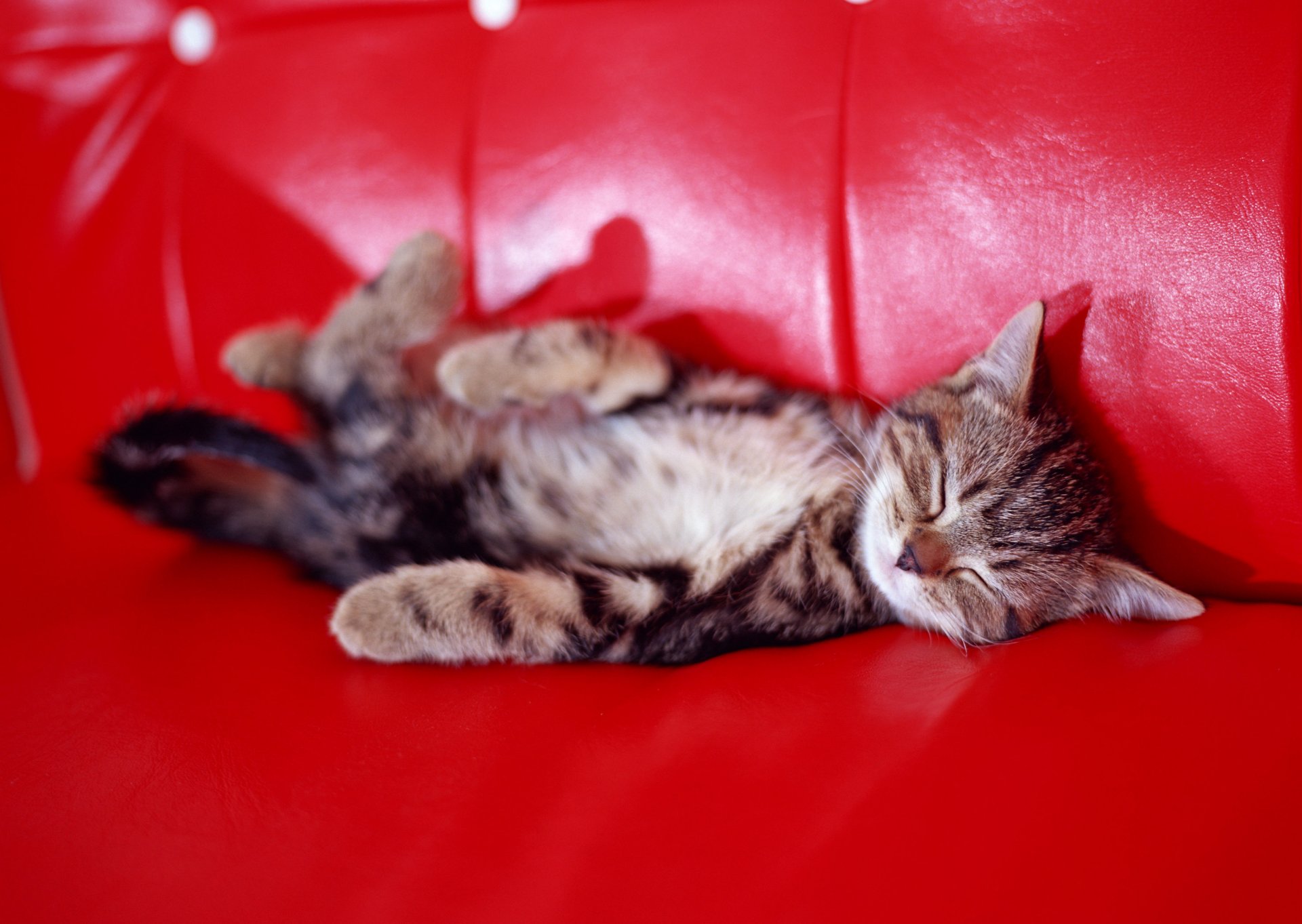 kitten sleeping sofa