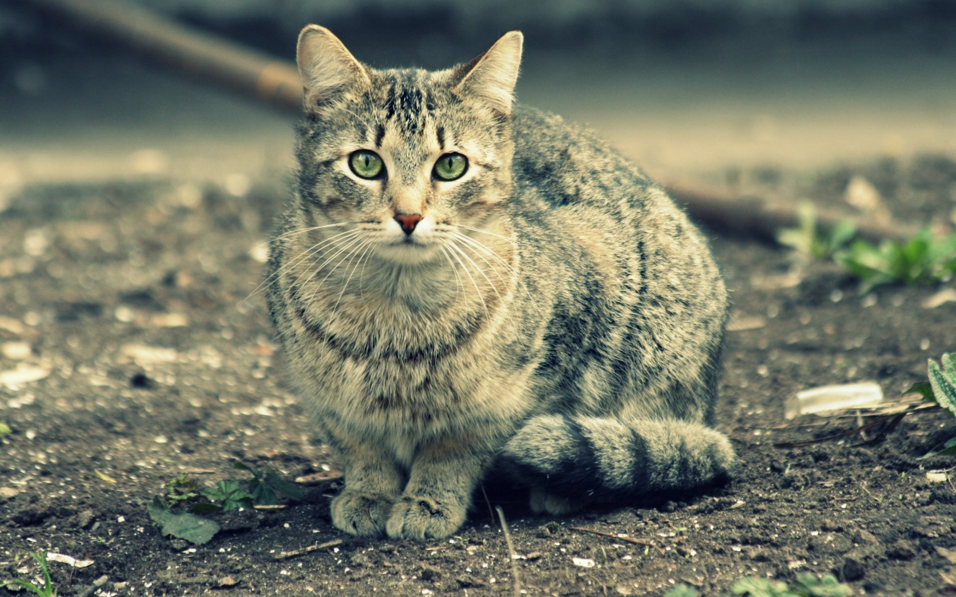 gato divertido ojos