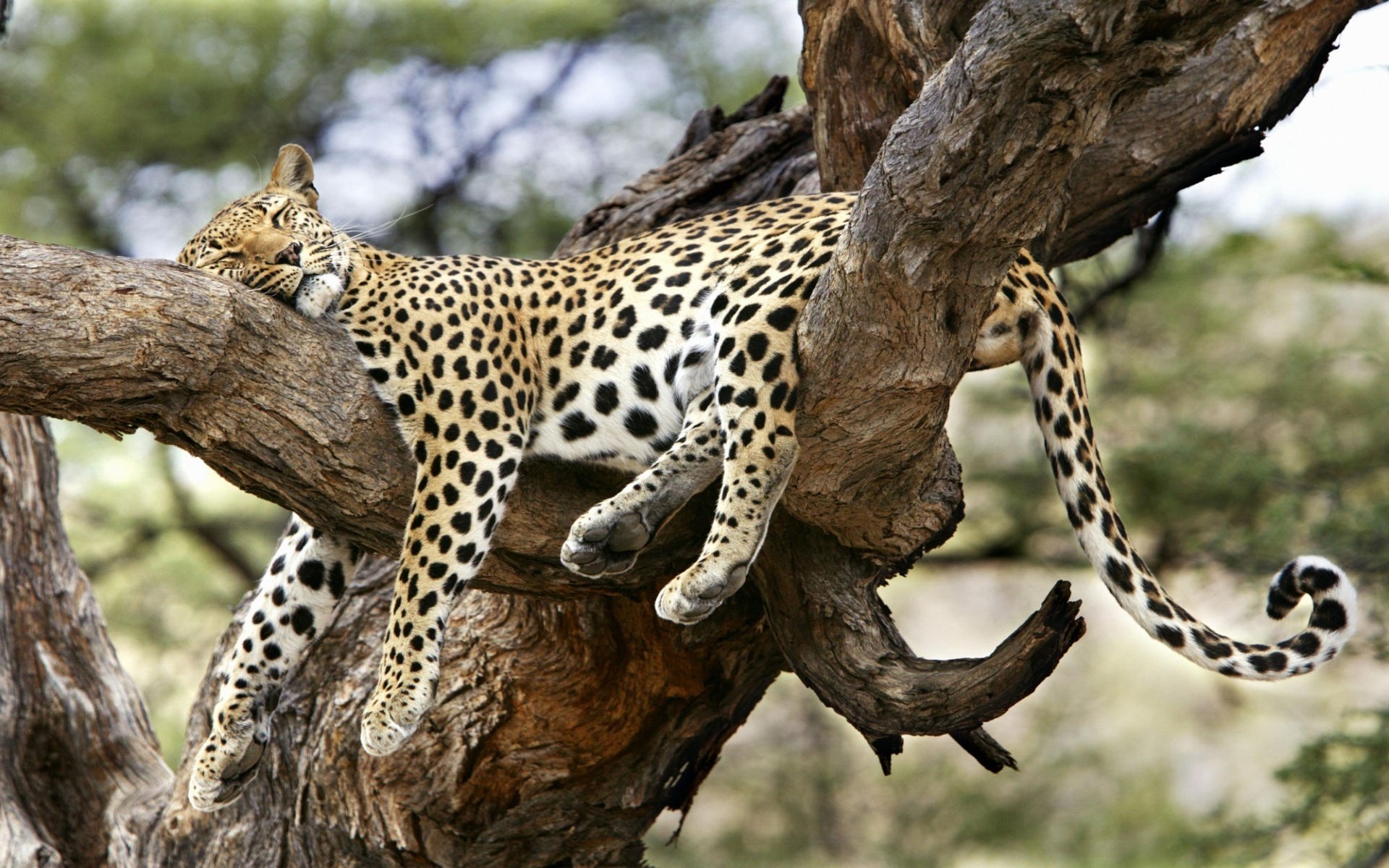 leopardo cómodo sueño árbol