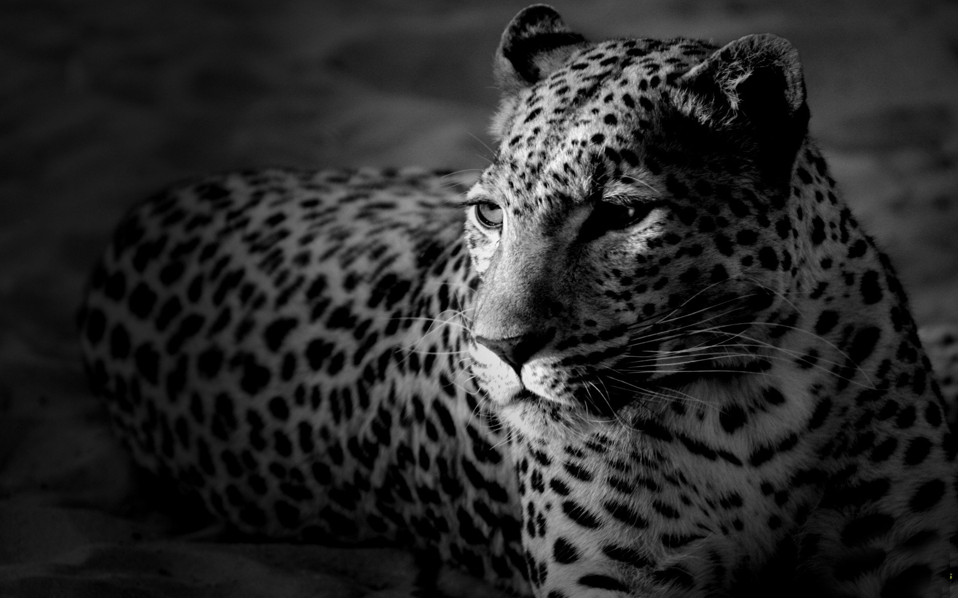 leopardo muso