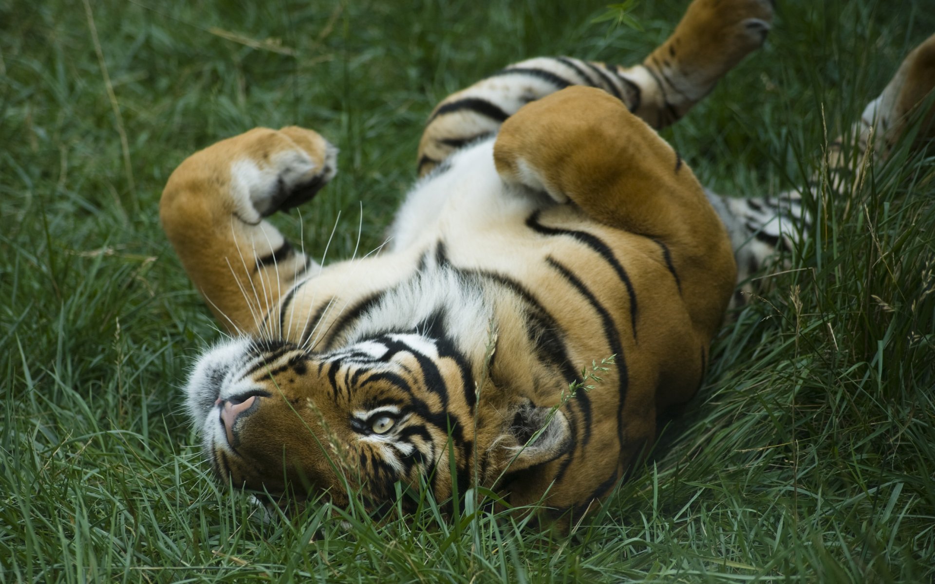 chats sauvages tigres chattes chattes chatte herbe prédateurs réserves naturelles zoos