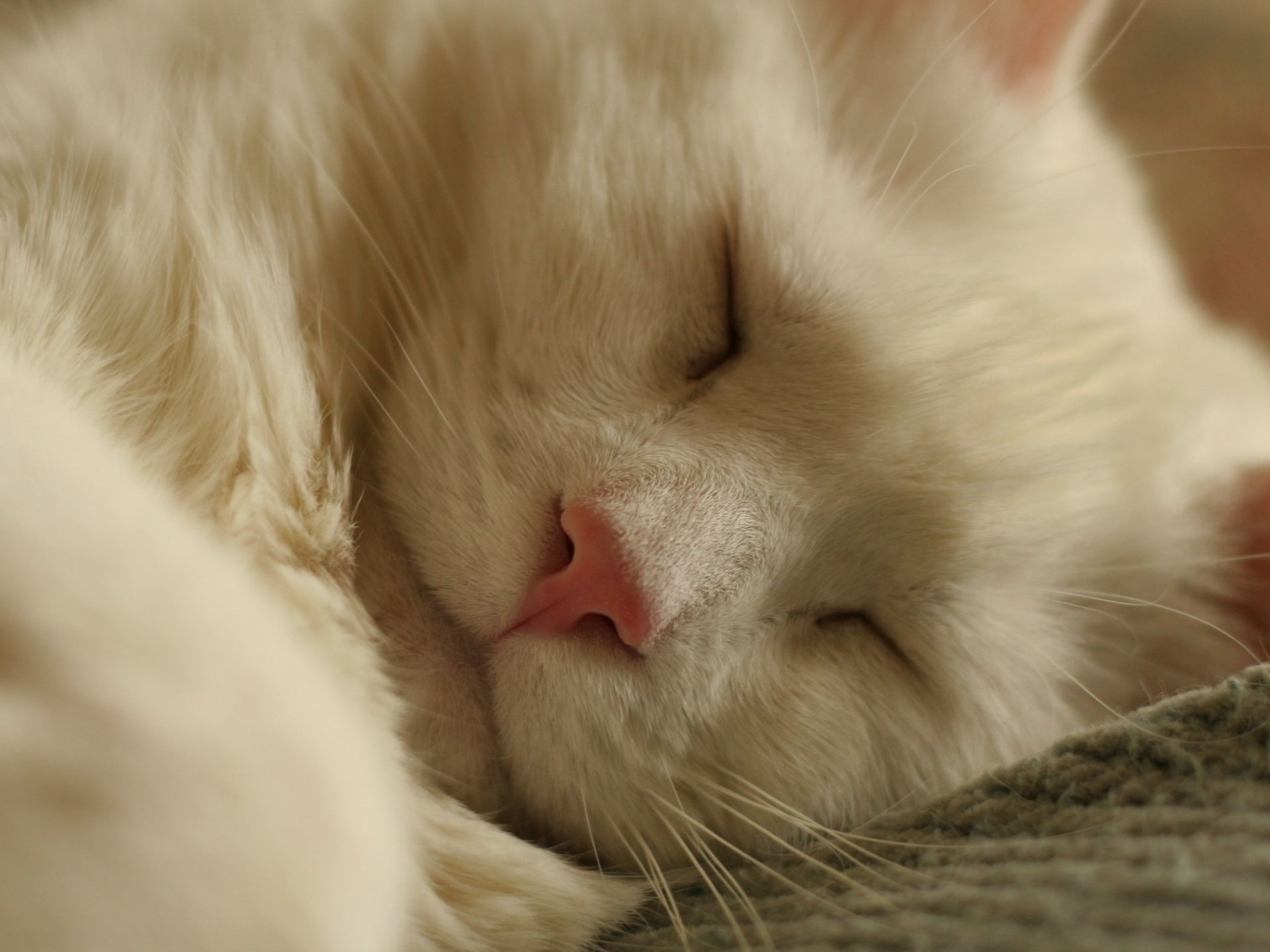 gato blanco durmiendo