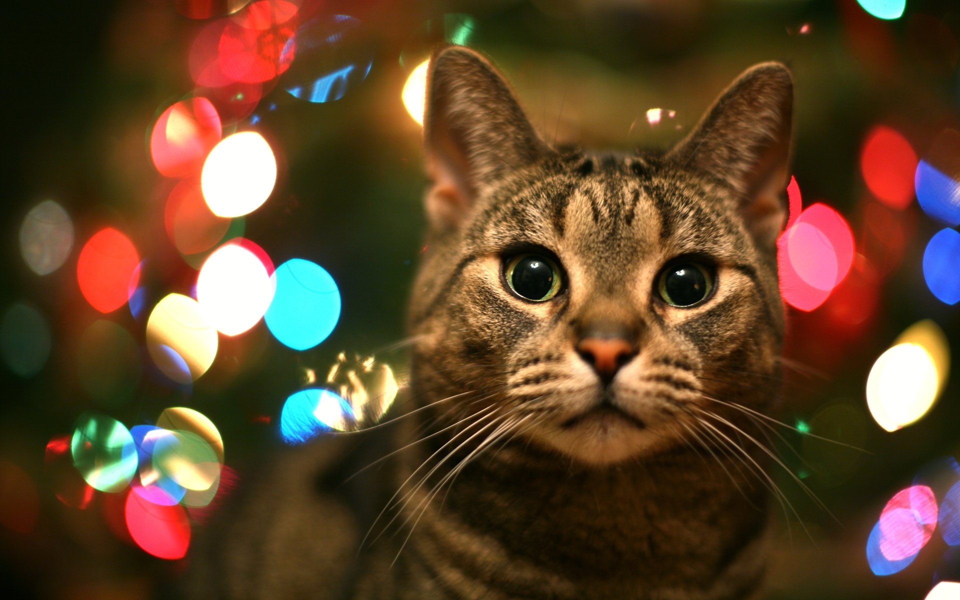 chat lumières regard