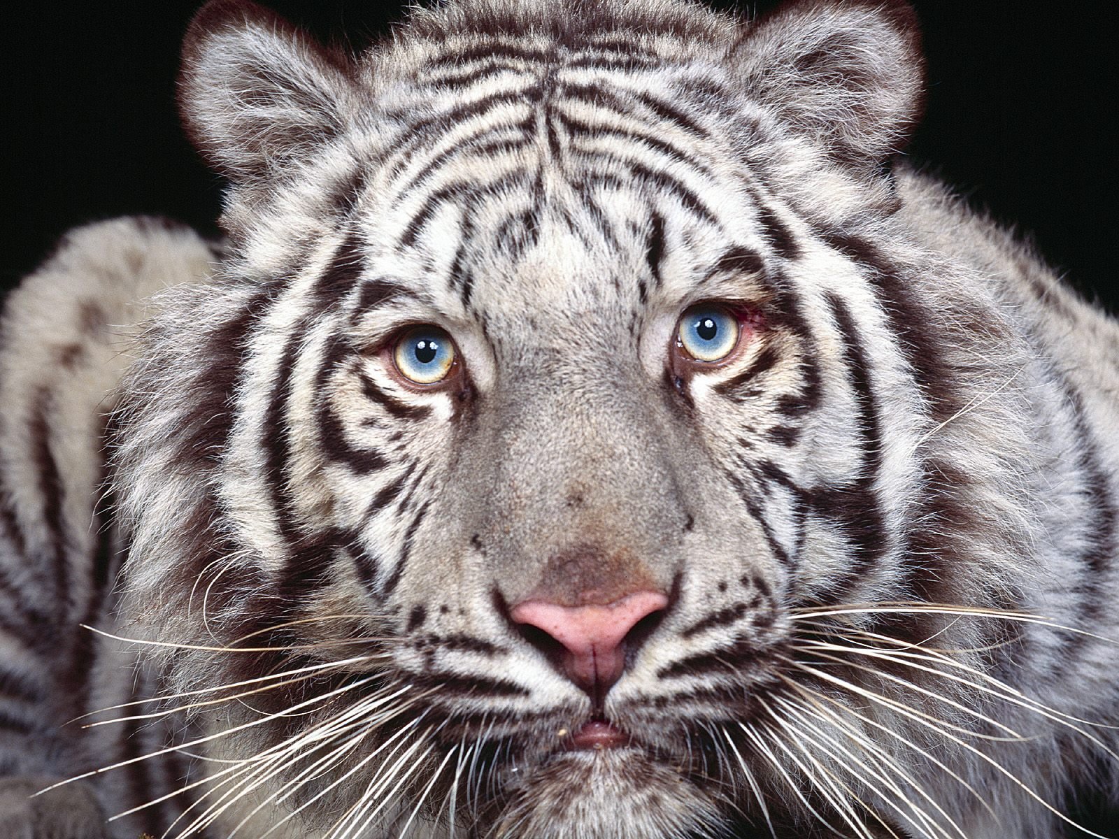 white tiger predator view eye